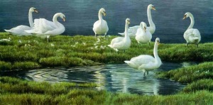 bateman-bank-of-swans
